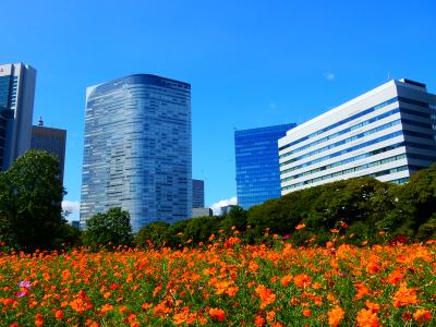 「台風15号接近前　キバナコスモス 咲く　浜離宮恩賜庭園へ　」