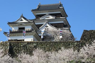 2018春、四国の日本百名城(23/42)：3月26日(13)：大洲城(1)：満開の染井吉野と雪洞