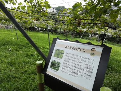 樹名板を探す旅 横浜市こども植物園