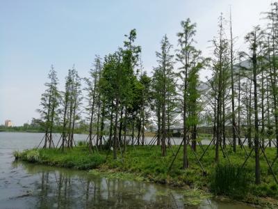 尾瀬のような湿地帯の木径は、途中でペンキが足りなくなったのか、派手な色に塗装されていた2019年６月中国 揚州・鎮江７泊８日(個人旅行)９３