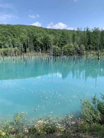 2019☆3兄妹と行く！初めての北海道④美瑛・富良野