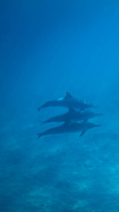 子連れで行く、初めての海外旅行inハワイ ７泊９日　5日目