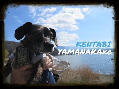 富士五湖 犬 に関する旅行記 ブログ フォートラベル 山梨県