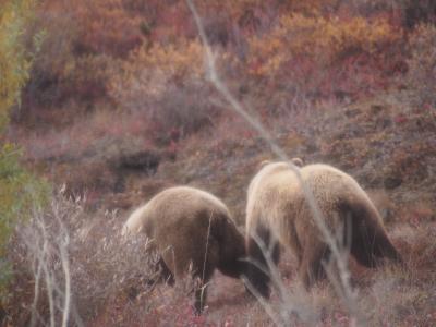 JALチャーター直行便で行く!アラスカ7日間の旅 2019夏~アラスカ鉄道・デナリ国立公園編~