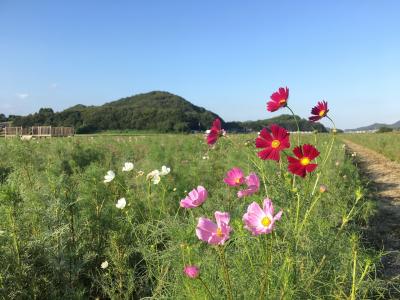 岡山☆笠岡ベイファームのコスモス畑