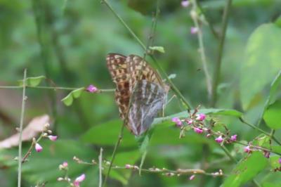 森のさんぽ道で見られた蝶(49)ミドリヒョウモン、クロコノマチョウ、ヒカゲチョウその他
