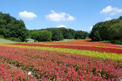 秋探し。カラフルなケイトウ花畑が見頃です！