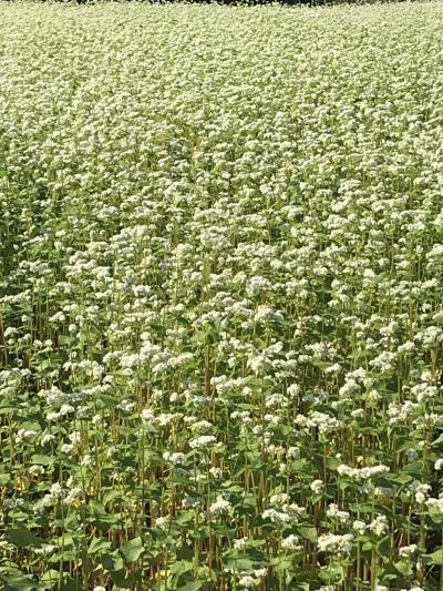 真っ白なソバの花と、おまけは栗きんとん(＊^ ^＊)
