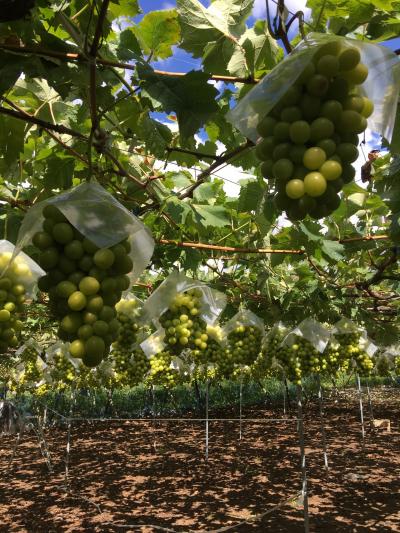 初秋の甲州旅行(大菩薩嶺、嵯峨塩館、勝沼)③
