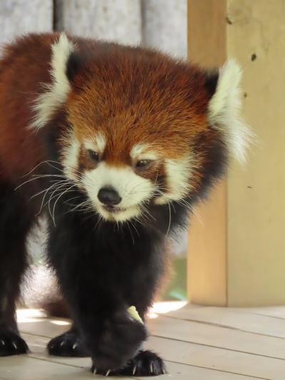 王子動物園　神戸でやっと（まともに）会えたね、野風ちゃん！！　みどりちゃん、次はフェニックスで会おうね！！　そして、ヨギ君、やすらかに・・・