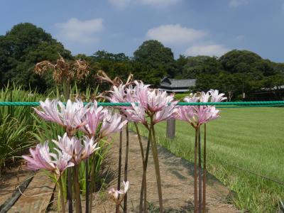 「つつじが岡第二公園」のヒガンバナ_2019_ピンクの花が数株だけ、白も赤も見当たりません（群馬県・館林市）