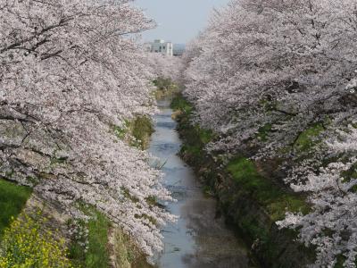 【国内325】2019.4奈良出張，吉野，桜を満喫，そして名古屋へ1-佐保川の満開の桜，桜の季節の大安寺，帯解寺