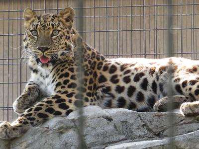 北海道・東北動物園めぐり② 【旭山動物園】