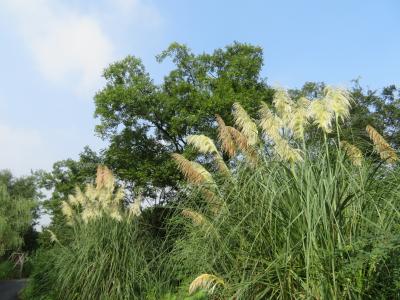 大人気!!麦吉machimachi奶茶店♪看板はあるけど入口にたどり着けない西渓国家湿地公園♪2019年９月中国 杭州７泊８日(個人旅行)９
