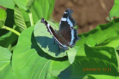 森のさんぽ道で見られた蝶(51)クロコノマチョウ、ミドリヒョウモン、キタテハ、ヒメアカタテハその他