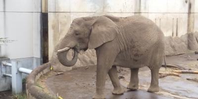 日帰り～盛岡でランチバイキングと動物園