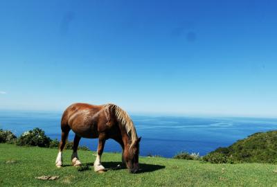 【2019夏旅】行くぜ、絶景の西ノ島【楽園の地へ】