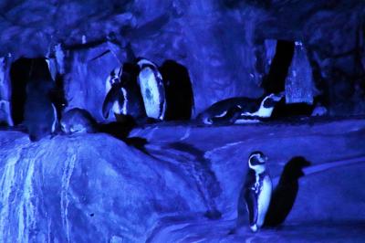 静岡レッサーパンダとグルメは赤ちゃんにも会えたラッキー続き（３）昼と夜の日本平動物園：いろんな動物の昼と夜&オートチェアに乗って夜景も満喫