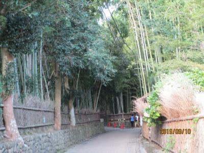 京都　嵐山散策