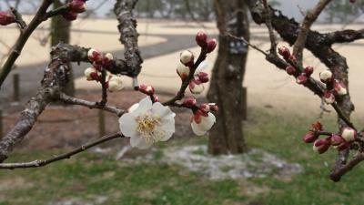 初春の水戸へ。梅を探して～一人旅～