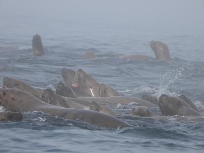 千島列島ワイルドライフクルーズ11日間４日目（クルーズ２日目）ブラディミラ岩礁⇒アンツィフェローバ島