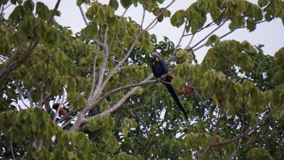 ブラジルの大湿原パンタナールで野鳥、動物観察！最初のロッジPouso Alegre周辺は野鳥の宝庫！