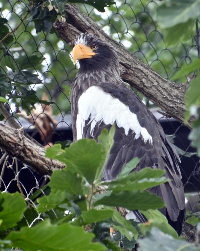 オジサンになってから、やっと来れた、あの「旭川」にある『旭山・動物園』（クモザル・オランウータン編／旭川市／北海道）#1