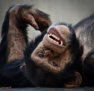 オジサンになってから、やっと来れた、あの「旭川」にある『旭山・動物園』（チンパンジー・鷲・フラミンゴ編／旭川市／北海道）#2