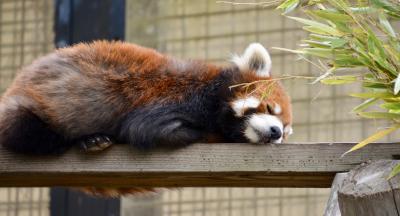 オジサンになってから、やっと来れた、あの「旭川」にある『旭山・動物園』（ニホンザル・レッサーパンダ他編／旭川市／北海道）#3