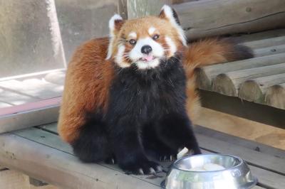 静岡レッサーパンダとグルメは赤ちゃんにも会えたラッキー続き（４）緑の楽寿園：レッサーパンダのルルちゃん・ココロちゃんと面白アルパカなど