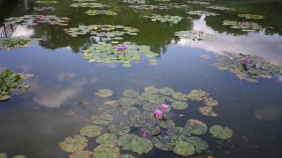 秋の花咲く京都府立植物園散歩2019