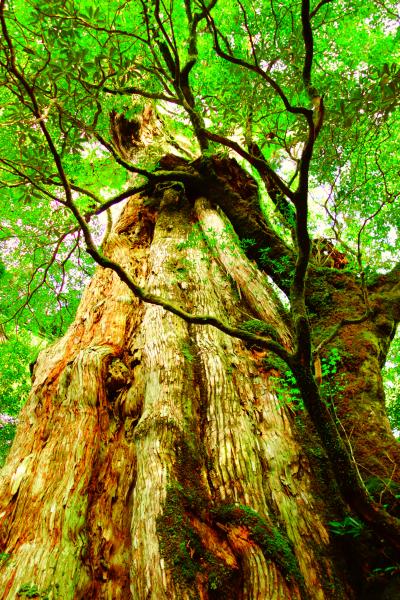 ★「苔の森」屋久島へ　島内１周観光編★