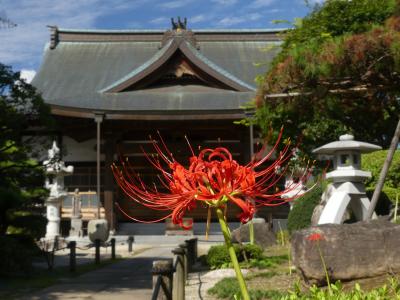 「恩林寺」のヒガンバナ_2019_咲き始めました。開花1～2割です。（群馬県・邑楽町）