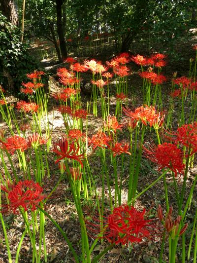 「境御嶽山自然の森公園」のヒガンバナ_2019_咲き始めています。開花１割くらいです（群馬県・伊勢崎市）