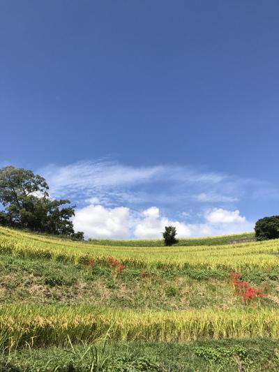 千早赤坂村でのんびり過ごす午後