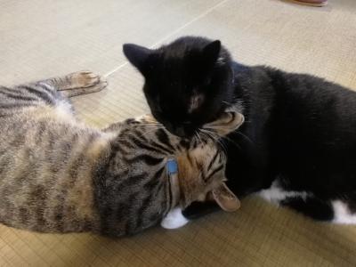 草強い床一度はおいで２