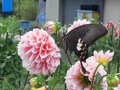 黒川ダリヤ園ではまる