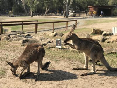 オーストラリア家族旅行2019夏①ゴールドコーストへ