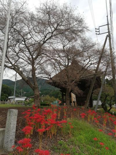 彼岸花を探して善光寺楼門にたどり着いた