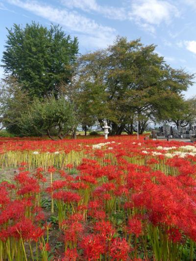 「恩林寺」のヒガンバナ_2019 (2)(3)(4) _９月２９日、ほぼ見頃になりました。（群馬県・邑楽町）