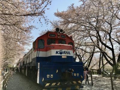 2019年4月　大邱と鎮海軍港祭り