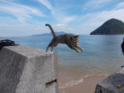 香川県　佐柳島　　にゃんこ様は快く飛んでくれました　(^^)