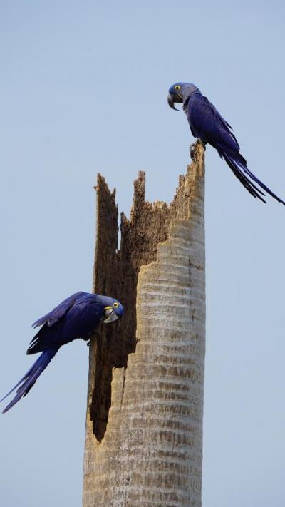 北パンタナール３カ所目のPiuval Lodgeは広大な敷地で動物、野鳥天国! ジャガーは？Vol.2