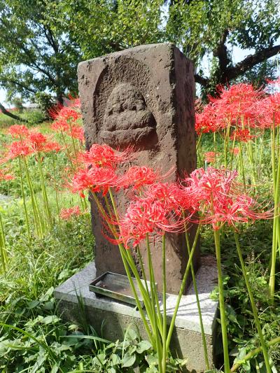 リベンジ！曼珠沙華と日和田山～高麗神社ハイキング