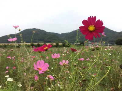 広島と岡山☆彼岸花とコスモスを見に行きました