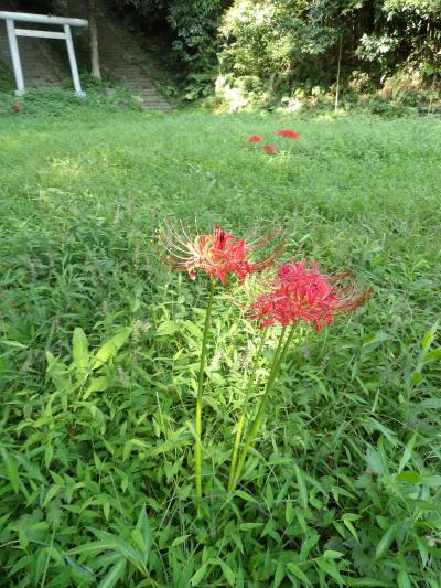 法華堂跡周辺－2019年秋