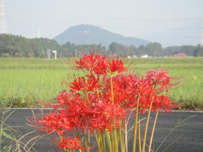 彼岸花ロード（ふるさと田園通り）宇都宮市中岡本町