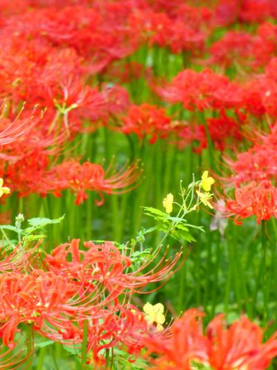 【2019年】今年は出遅れた曼殊沙華をみて黒山三滝へ行く