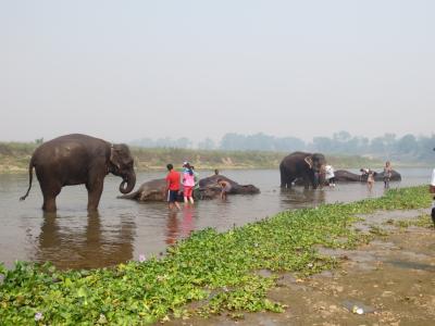 ネパール一か月周遊旅⑥～野生の王国・チトワン国立公園でトラを探せ&#10069;から一転サイの急襲に危機一髪～