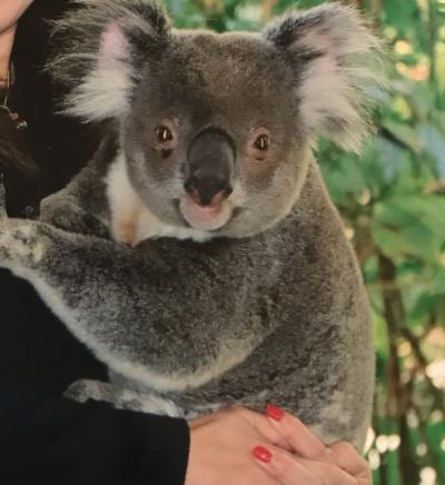オーストラリア家族旅行2019夏 ③　定番コアラ抱っこ